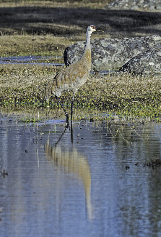 沙丘鹤(Antigone canadensis)是北美洲的一种大型鹤，发现于怀俄明州的黄石国家公园。